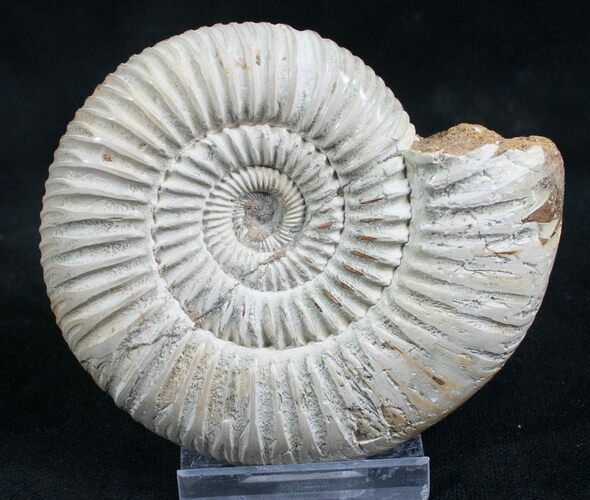 Perisphinctes Ammonite - Jurassic #7373